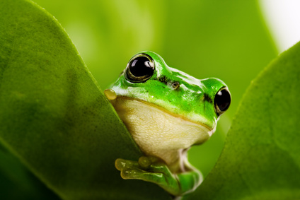 RÃ©sultat de recherche d'images pour "une grenouille qui rÃªve"